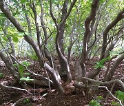 울주-밀양 경계 능동산에서 대형 철쭉나무 군락지 확인