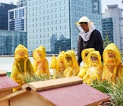 "은행 옥상서 꿀벌 12만마리 산다" KB금융, 'K-Bee' 프로젝트 추진