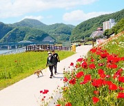[뉴시스앵글]계절 꽃 만발한 단양 남한강변