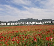 [김해24시] 김해시, 꽃축제 열리는 낙동강 둔치 야생화단지 개방
