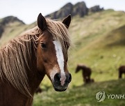 SWITZERLAND ANIMALS TRANSHUMANCE HORSES