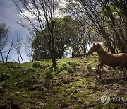 SWITZERLAND ANIMALS TRANSHUMANCE HORSES