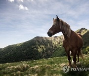 SWITZERLAND ANIMALS TRANSHUMANCE HORSES