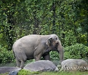 Bronx Zoo Elephant Lawsuit