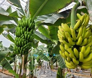 영암군, 아열대작물 바나나 실증시험 성과