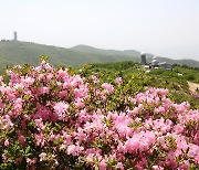 소백산국립공원 철쭉 개화, 다음 달 초 만개