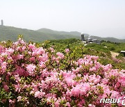소백산국립공원 철쭉, 예년보다 5일 늦은 6월 초 만개 예상