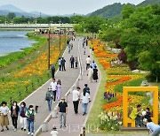 장성 황룡강 (洪)길동무 꽃길축제, 3년만에 만나다! 