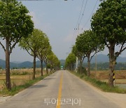 철원군 이팝·은행나무 가로수길 관광자원화 추진