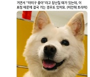 '4멍3냥'만 있었던 트위터..尹, 바이든 만나기 전 공식계정 개설