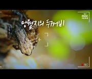 [영상+] 망월지의 두꺼비