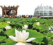 무안군, 7월 21~24일 '무안연꽃축제' 개최