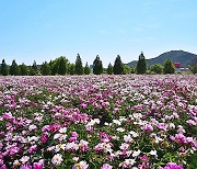 [포토친구] 화려한 작약 꽃밭