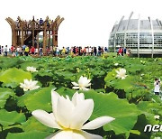 무안연꽃축제, 7월 21일 회산백련지서 '팡파르'..코로나 중단 3년만