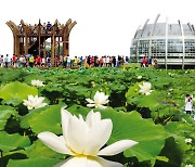 "향기에 반하다" 무안연꽃축제, 7월 21~24일 개최