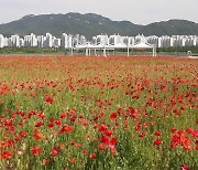 이번 주말, 화훼도시 김해로 꽃 보러 가볼까?