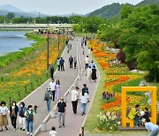 장성 황룡강변에 10억송이 봄꽃..'홍길동무 꽃길축제' 20일 개막