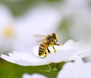 '세계 꿀벌의 날'..사라진 꿀벌 돌아오려면?