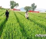 모내기철 맞은 북한 농촌.. 코로나19에 '집단주의'로 대응