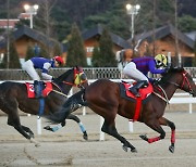 [경마]스프린터 최강자의 자리를 차지할 경주마는 누구인가. 22일 제30회 서울마주협회장배 개최