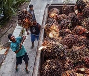인도네시아 팜유 수출 재개..정부 "식용유 가격 변동 주시"