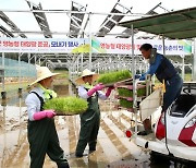 농사도 짓고 전력도 생산하고..동서발전, 영농형 태양광 준공