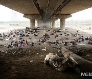 뉴델리 다리 밑 더위 피해 잠자는 노숙인들