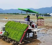 경남농업자원관리원 올해 첫 모내기..우량종자 71톤 생산