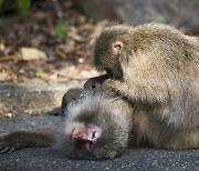 '원숭이두창' 감염 확산세..유럽·북미서 잇따라 확진