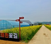 제천시, 솔방죽 생태공원 일원에 유채꽃길 조성