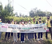 서울농협, '대학생 농촌봉사단'과 함께 일손돕기 앞장