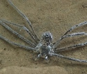 [핵잼 사이언스] '공기 필름' 두르고 잠수하는 거미 포착 (연구)
