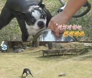 '나혼산' 박세리 반려견, 물 호스 트는 '물 중독 천재犬' 등극