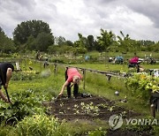 NETHERLANDS AGRICULTURE