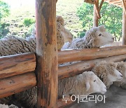 '평창동계올림픽 유산사업' 평화 테마파크 조성 '본격 추진..내년 준공 목표