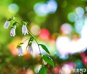 [포토친구] 길상사의 초롱꽃과 꿀풀