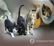 충남 계룡서 길고양이 밥에 부동액 뿌린 20대 검거