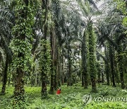 INDONESIA PALM OIL