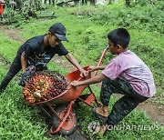 INDONESIA PALM OIL