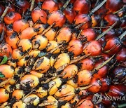 epaselect INDONESIA PALM OIL
