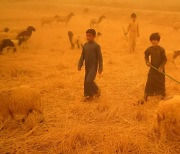 이라크 '사람 잡는' 모래폭풍에 1000명 입원..원인은 기후변화