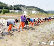 괴산서 농민회·학생 우리 쌀 경작 손모내기 체험