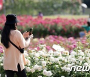 '장미 축제' 꽃 구경 하는 울산시민들
