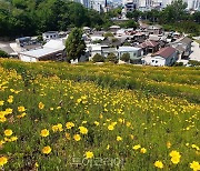 금계국 황금 물결로 장관 '순천 드라마촬영장'으로 꽃놀이! 