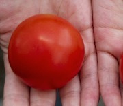 10억명이 부족한 비타민D..유전자 편집 토마토로 보충할까
