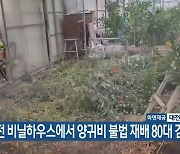 대전 비닐하우스에서 양귀비 불법 재배 80대 검거