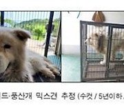 '남양주 개물림 사망사건' 견주 1년 만에 구속 기소