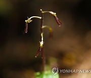 꽃 피운 아기쌍잎난초