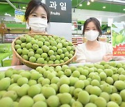농협유통, 하나로마트 양재점에서 국내산 매실 첫 출하 판매