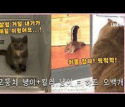 [영상] 사고뭉치+쥐 킬러 냥이들의 ♥대환장 귀여움♡